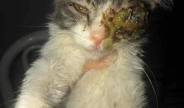 Ajuda para os gatinhos doentes