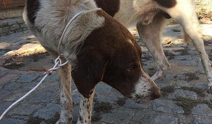 Ajudem a salvar o Charlie