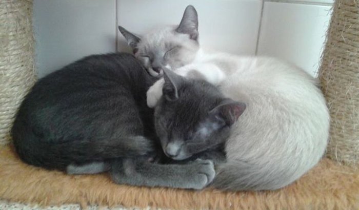 Gastos Veterinários de Emergência