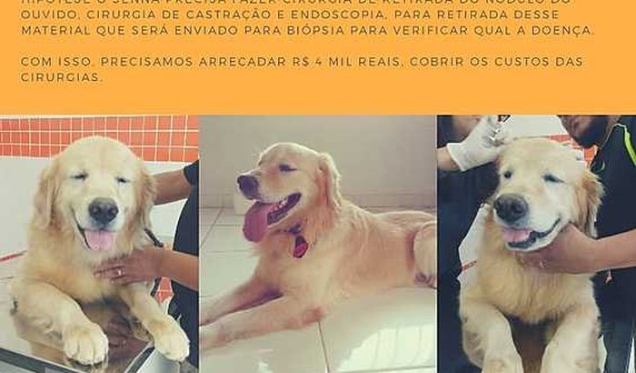 CIRURGIA CACHORRO - AJUDE O SENNA