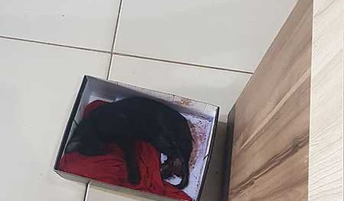 Gatinho de rua atropelado