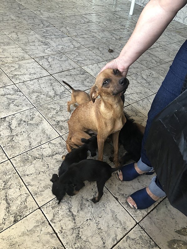 imagem da vaquinha Nos ajude a salvar e mãezinha e manter o abrigo