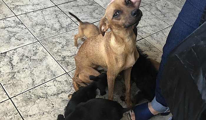 Nos ajude a salvar e mãezinha e manter o abrigo 