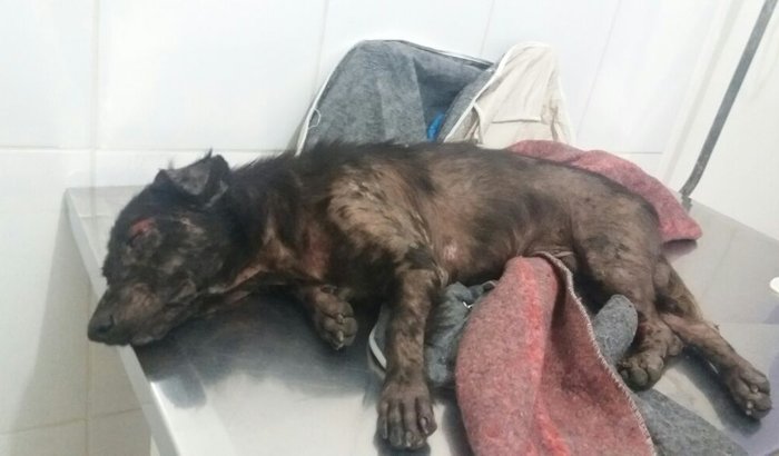 Cachorro doente atropelado foi resgatado e precisa de ajuda.