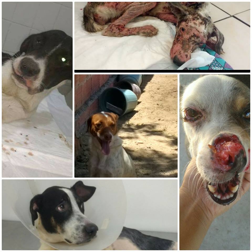 imagem da vaquinha Abrigo de Animais