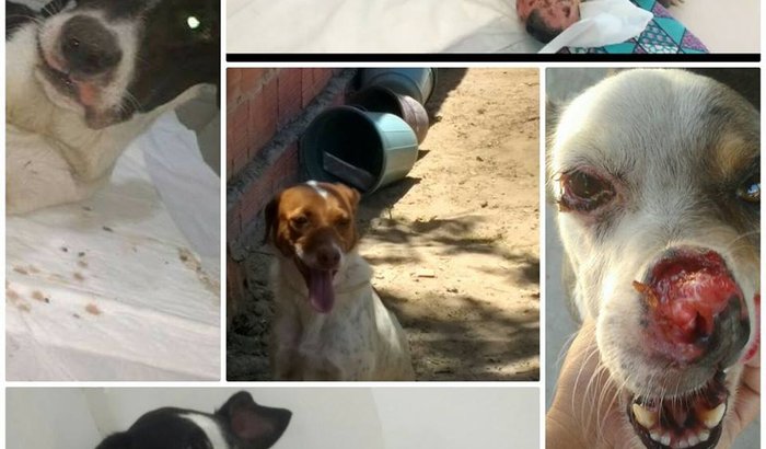 Abrigo de Animais