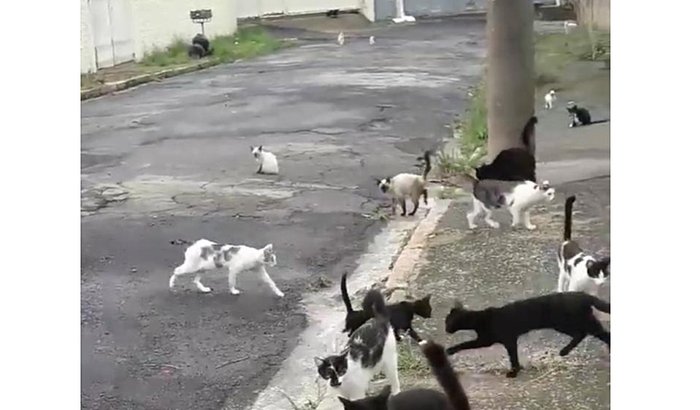 NOS AJUDE A SALVAR A VIDA DESSES GATINHOS!
