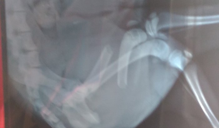 Cirurgia Cāozinho