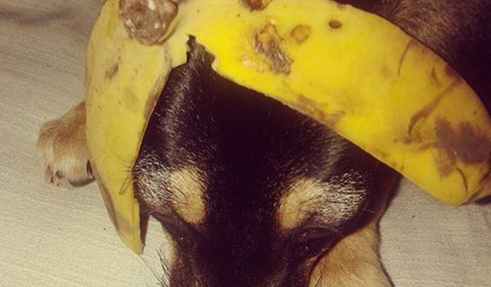 Dolly precisa de um Veterinário