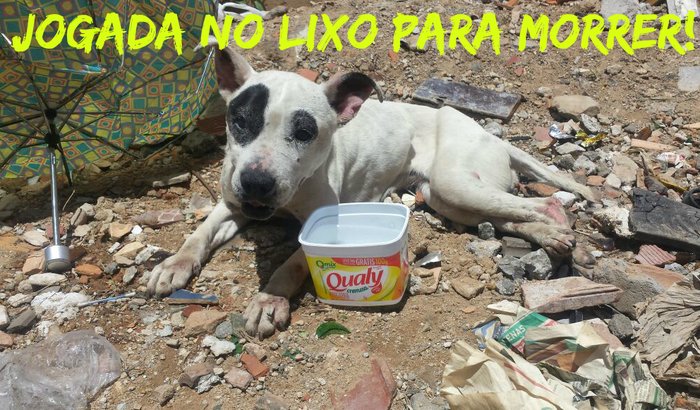 Ajude a Glória - jogada no lixo para morrer!