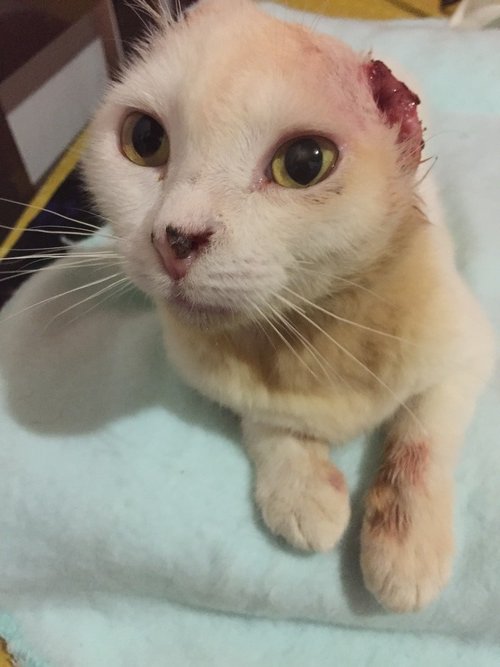 imagem da vaquinha Ajuda para o tratamento do gato Mimo