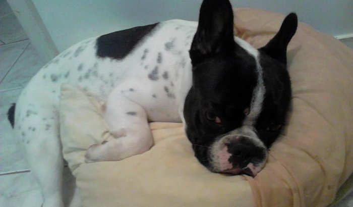 Vakinha do Nith,o BullDog