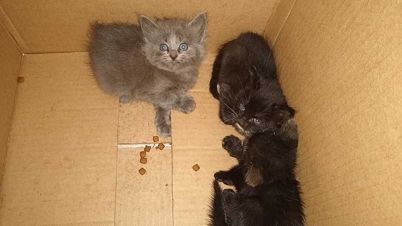 Castração da colônia de gatos