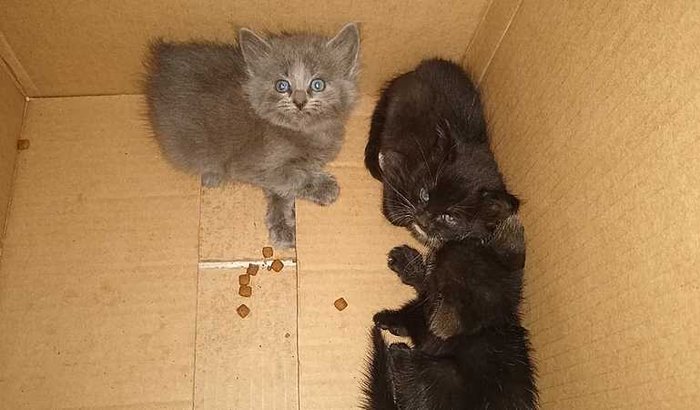 Castração da colônia de gatos