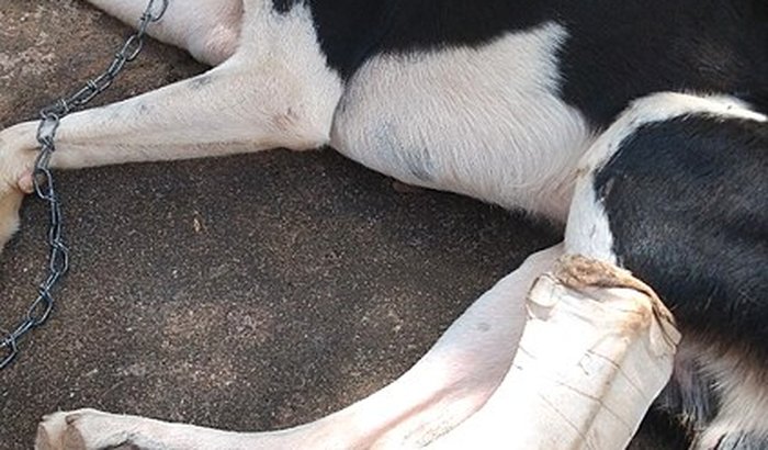 Ajuda para a operação da pata de um cãozinho de rua abandonado