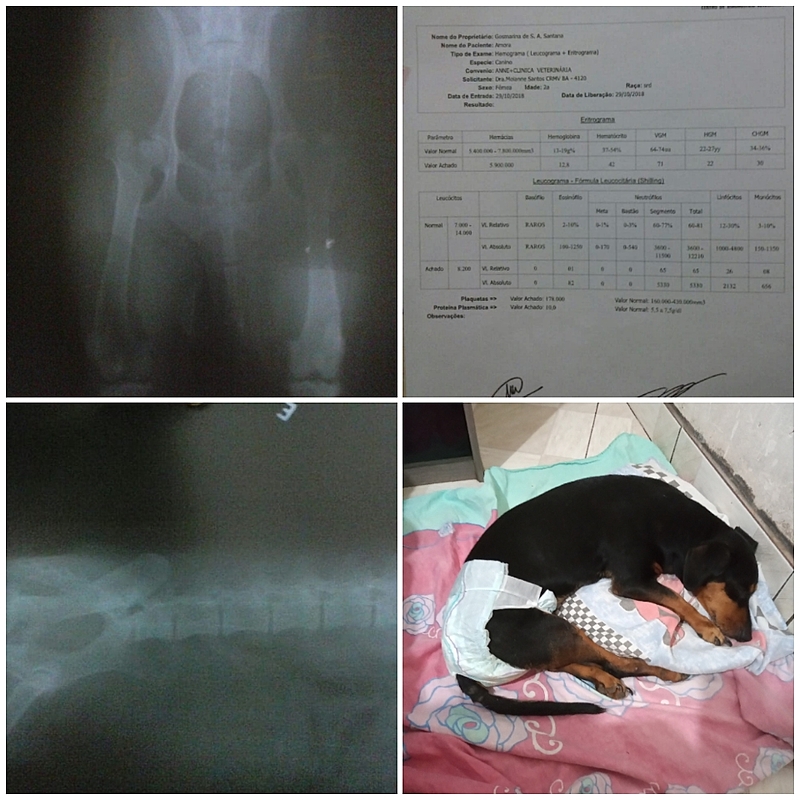 Amora precisa de uma cirurgia urgente para voltar andar