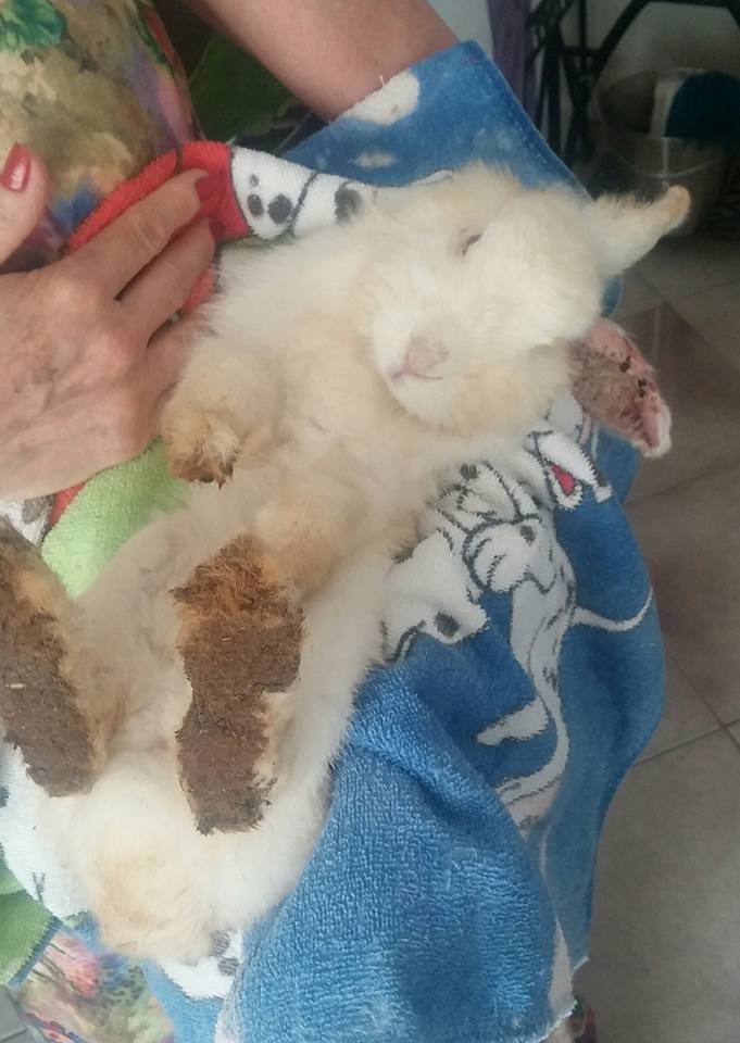 imagem da vaquinha Coelhinha Valente!