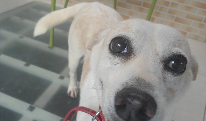 Ajudem Bolinha a se Operar dos Tumores de Mama!