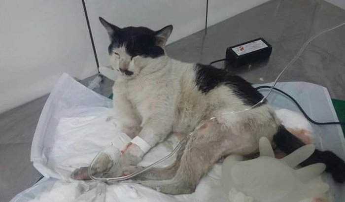 Ajude a pagar o tratamento do gatinho