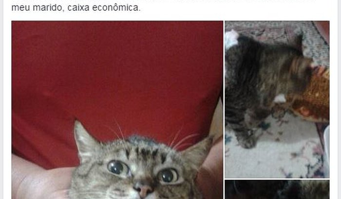 Cirurgia da gatinha Belezinha