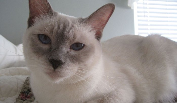 Ajude minha gatinha