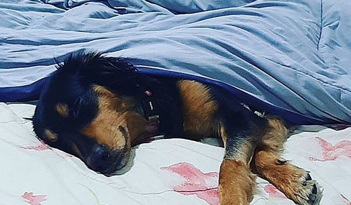 Cirurgia PDA da Belinha