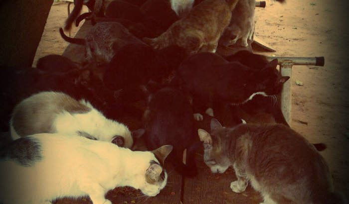 ABRIGO PARA ANIMAIS