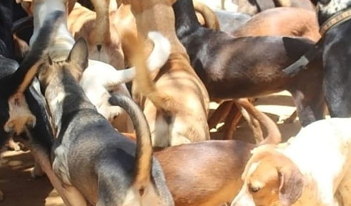 Ração Emergencial Abrigo Bichos Carentes