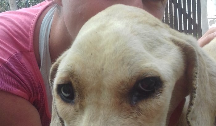 Ajuda para o Marley