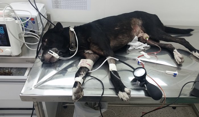 CACHORRO DE RUA ATROPELADO