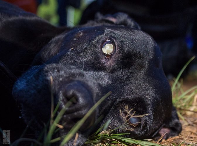 imagem da vaquinha S.O.S. AMIGOS DO PEDRO!!!