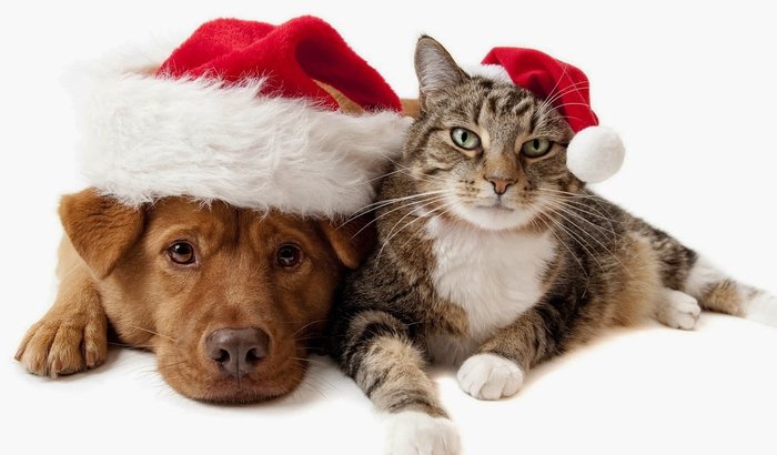 Ajude no natal dos animais abandonados de Alegre, ES