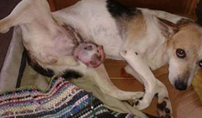 Ajude a pagar a cirurgia da Lili