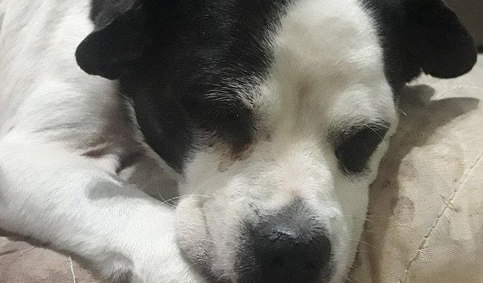 Você pode ajudar a Shiva?