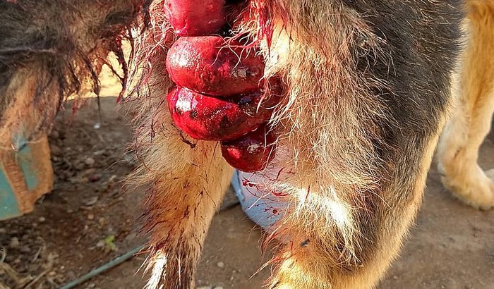 CACHORRO teve seu intestino exposto pra fora SOCORRO