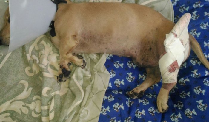  vaquinha pra pagar despesas hospitalares de Pingo