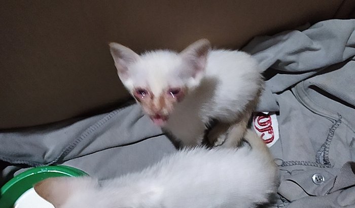 Gatinhas com herpes felina